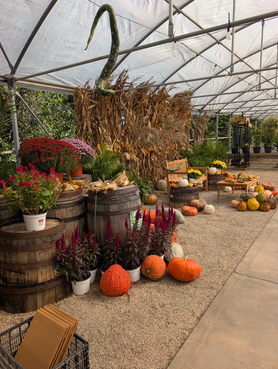 Autumn greenhouse display: wooden barrels, red celosia and mums, pumpkins and gourds on gravel, dried corn stalks, and a wooden bench under arched plastic sheeting.