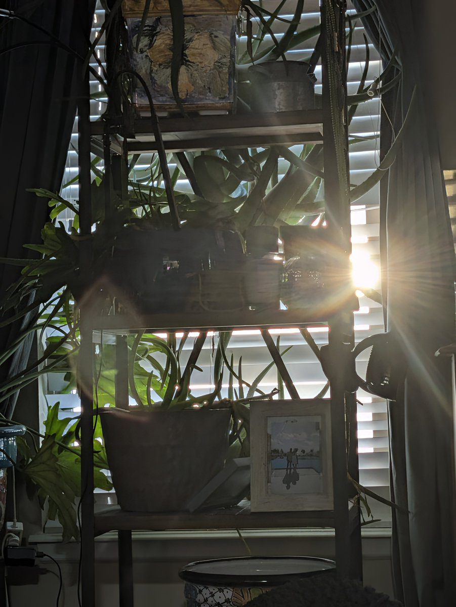 Low sun bursting through window blinds behind a metal shelf of trailing plants, aloe, pots, and a small framed photograph.